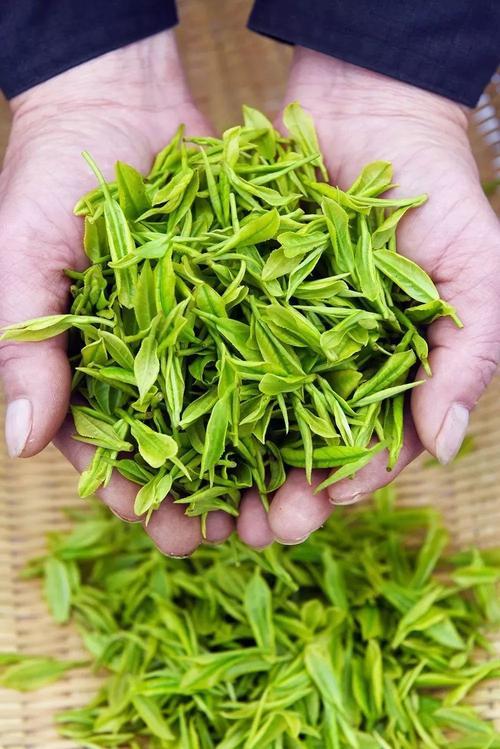 哪一种绿茶最好喝,哪一种绿茶不属于安徽茶区
