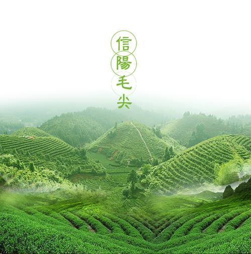 信阳毛尖绿茶之王,信阳毛尖高山绿茶手工制作价格每斤多少钱