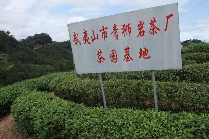 龟山岩绿茶怎么保证产量