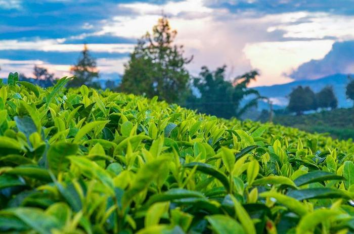 云南茶叶生产基地,云南生产茶叶在什么地方