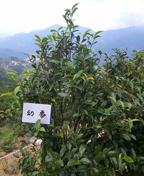 台湾茶树品种,台湾茶叶分类及茶树品种介绍