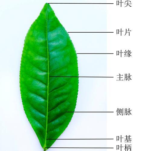 茶树真叶一般有明显的主脉、叶缘有锯齿,叶脉呈