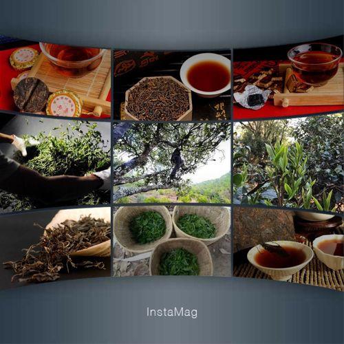普洱茶品质特点,普洱茶种类和品质的关键