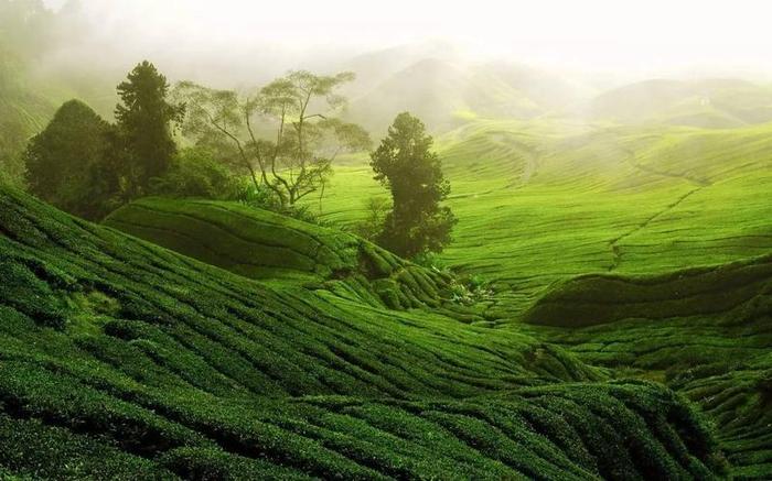 山岩翠绿茶,山绿茶的功效与作用