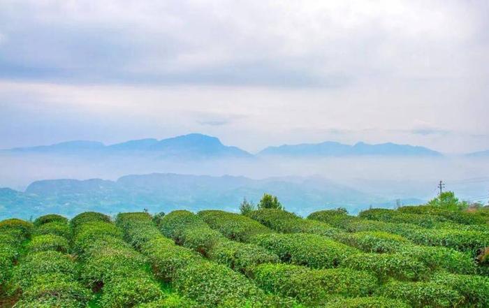 四川茶叶主要产地是哪些地方