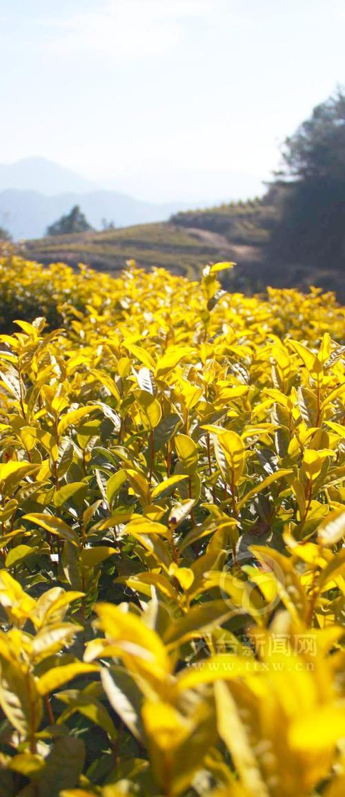 黄茶的种类,黄茶的种植和管理方式