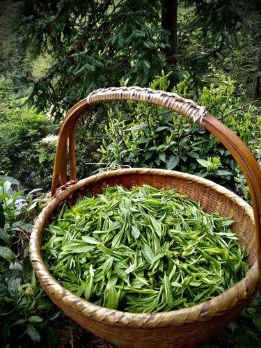 国内高山绿茶品种,最好的高山绿茶产地在哪里