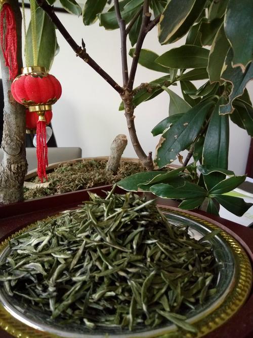 金山翠芽是绿茶吗,金山翠芽采用的原料是江苏本地群体小叶种茶
