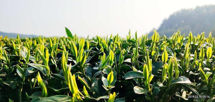 翠芽是什么茶树品种
