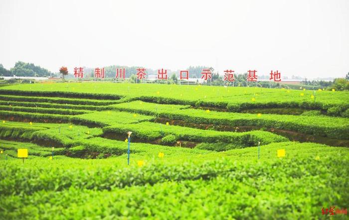 四川茶叶产地在哪个县城