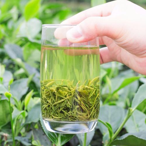 春茶是什么意思,春茶是什么茶是绿茶吗
