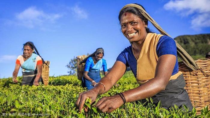 世界三大高香茶是什么印度大吉岭茶斯里兰卡乌伐季节茶