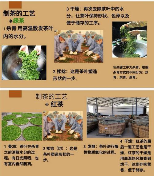 绿茶工艺分哪四种,绿茶的工艺流程、分类及代表品种