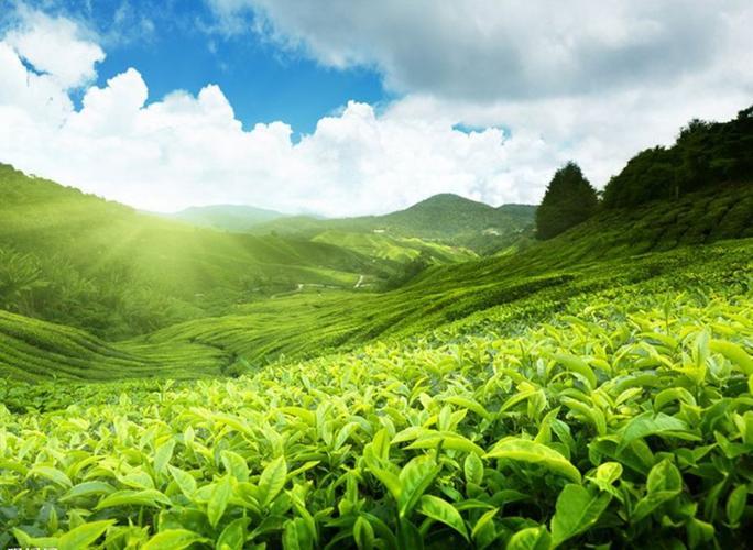 中国茶产业黄金时代到了中国茶叶迎来了最美好的时代