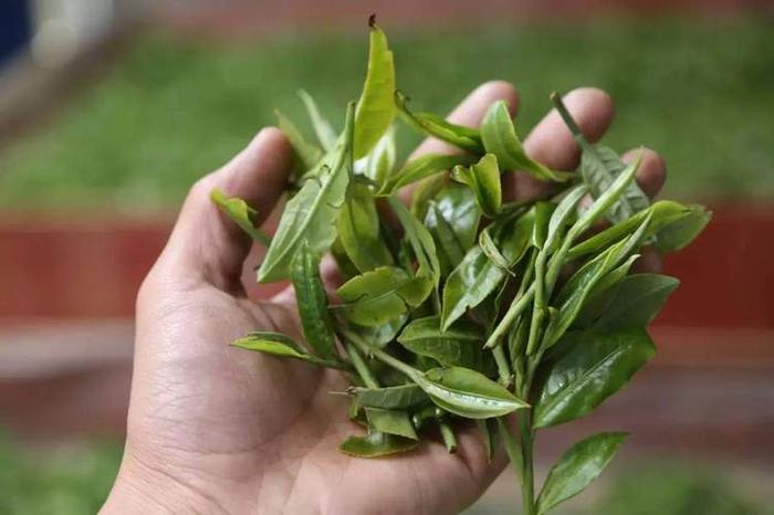 普洱是什么茶树,普洱是什么茶是红茶还是绿茶