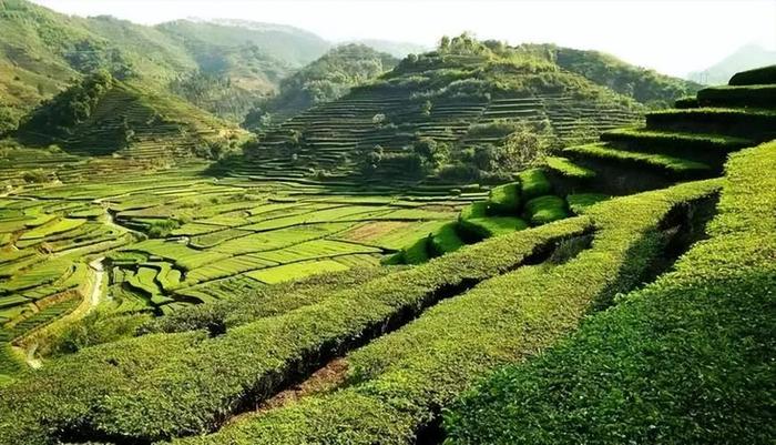安溪茶叶种植基地,安溪种茶叶是哪个镇最多