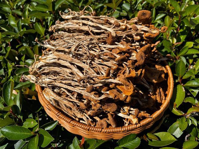 茶树菇的功效与作用及食用方法