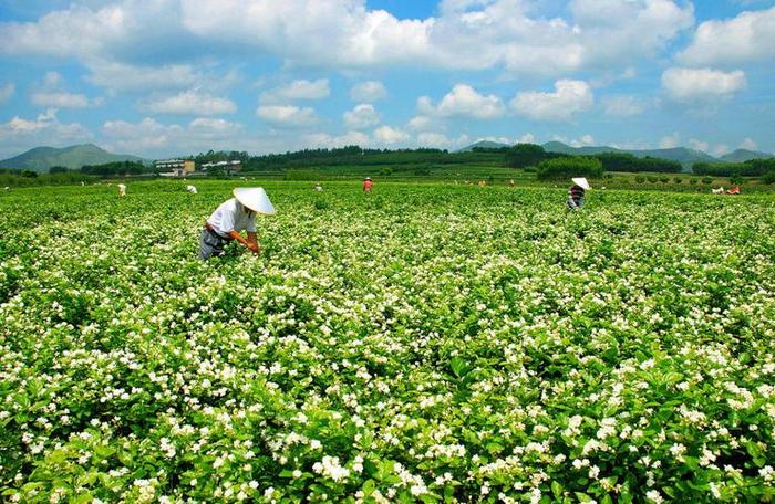 中国最大的茉莉花茶产地
