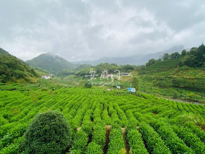安徽山区茶叶种植面积