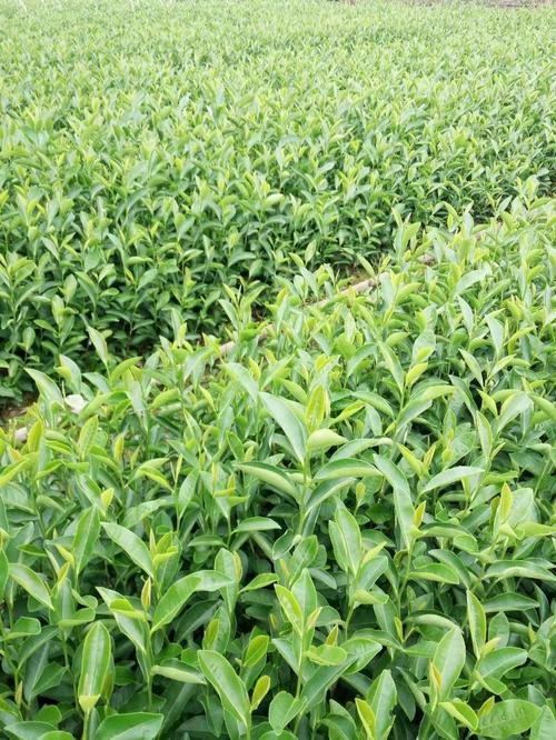 茶叶树苗种植方法和技术
