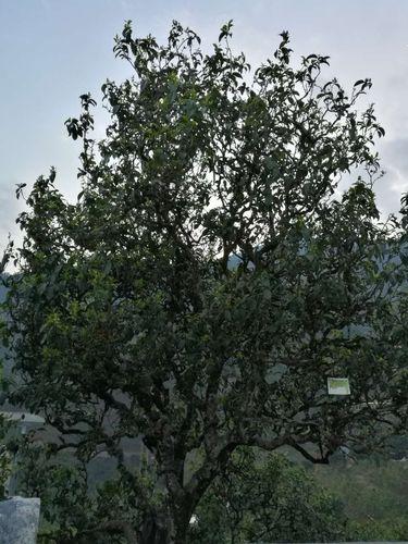 云南大叶种茶树属于什么型茶树