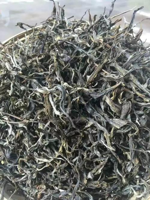 云南大叶种晒青茶属于什么茶