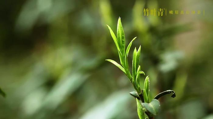 山川草木竹叶青茶,竹叶青和青山绿水是一个茶吗