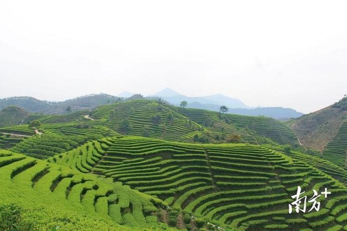 茶叶的产地在哪里,茶叶的生产地方在哪里