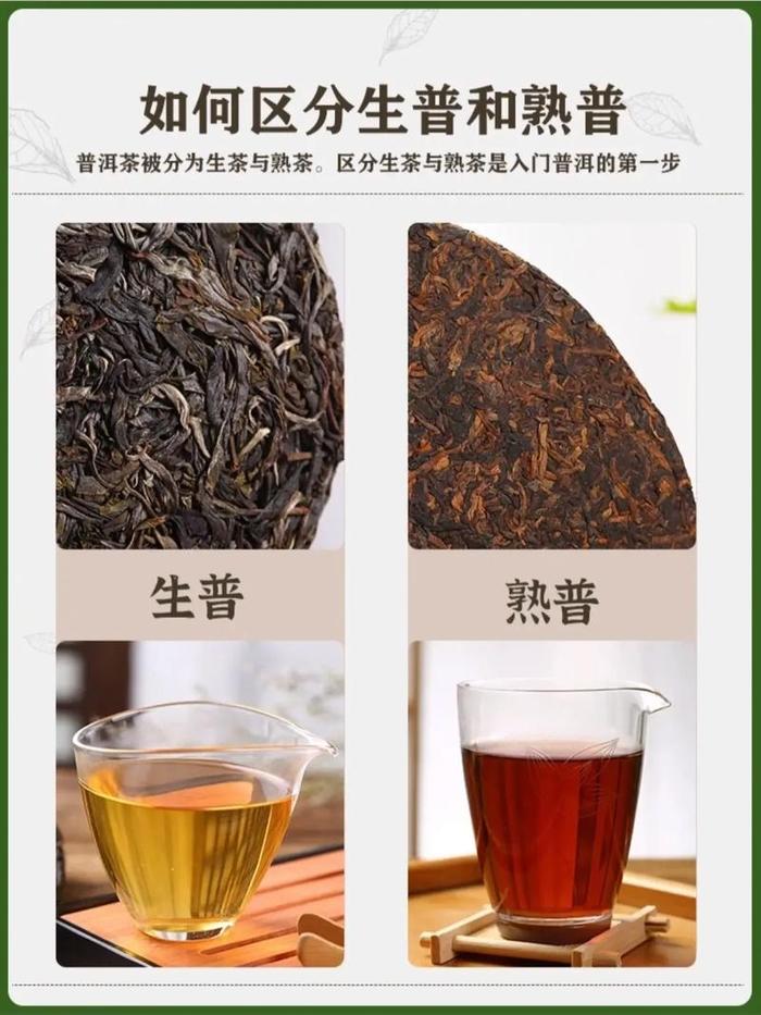 普洱茶生茶和熟茶有何区别作用