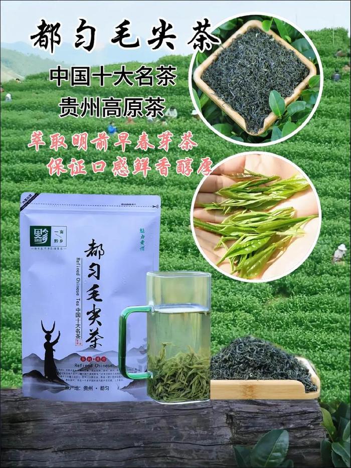 贵州都匀毛尖茶属于什么茶,贵州都匀毛尖的功效与作用