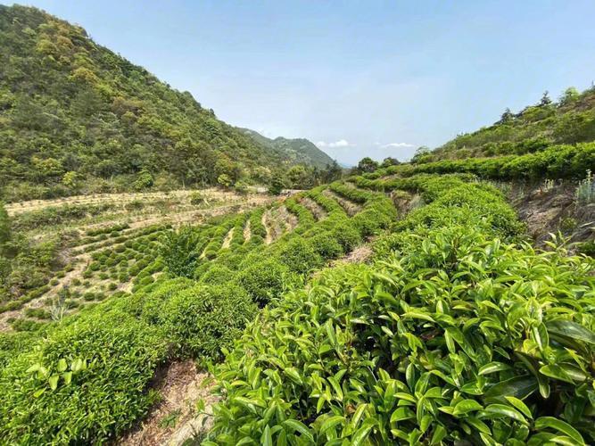 凤凰单丛属于什么茶种植