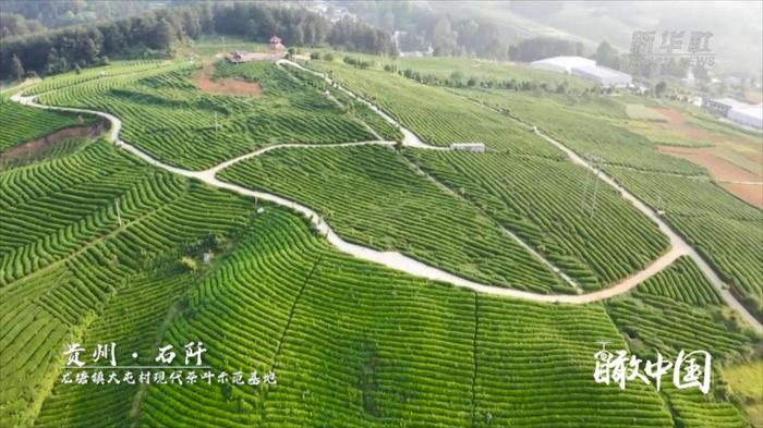 全国最大的茶叶生产基地在哪里
