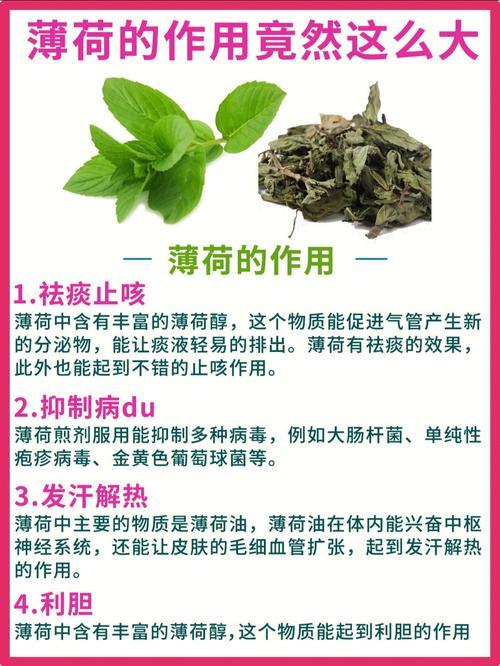 薄荷茶的功效与作用及副作用