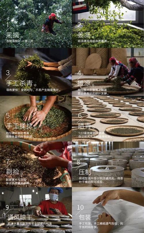 生普洱茶的制作工艺流程