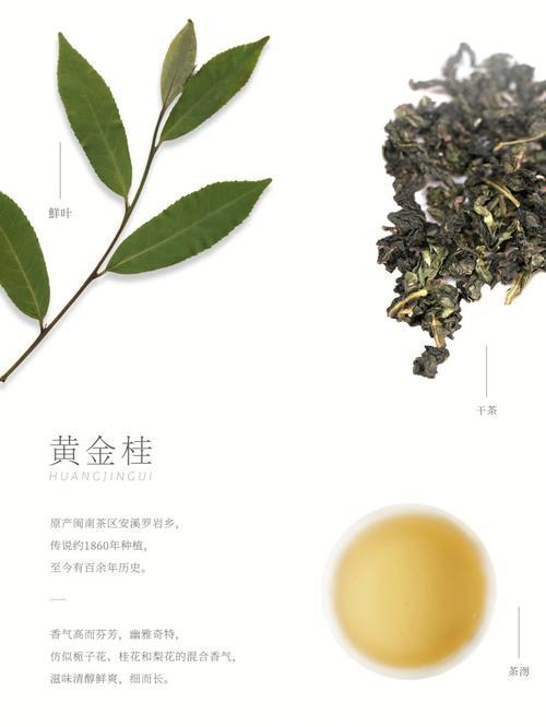 黄金桂茶花品种大全,黄金桂茶叶多少钱一斤
