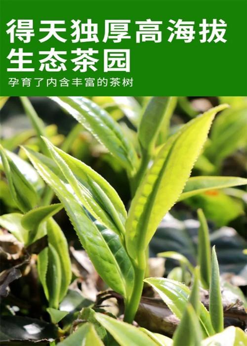 碧螺春是什么品种的茶树