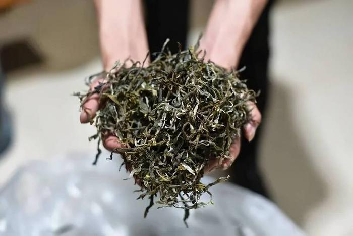 晒青绿茶最出名的品种是什么