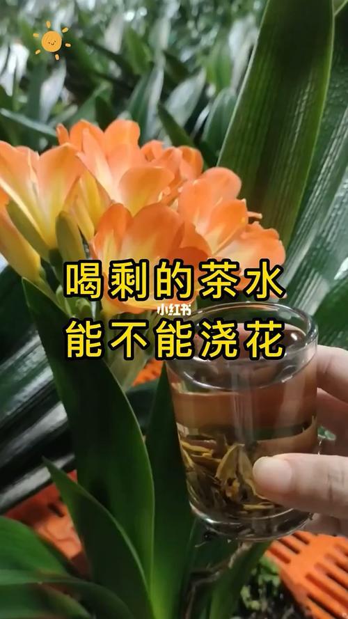 剩茶叶水可以浇花吗有毒吗