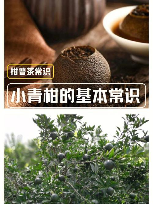 小青柑是红茶还是绿茶啊