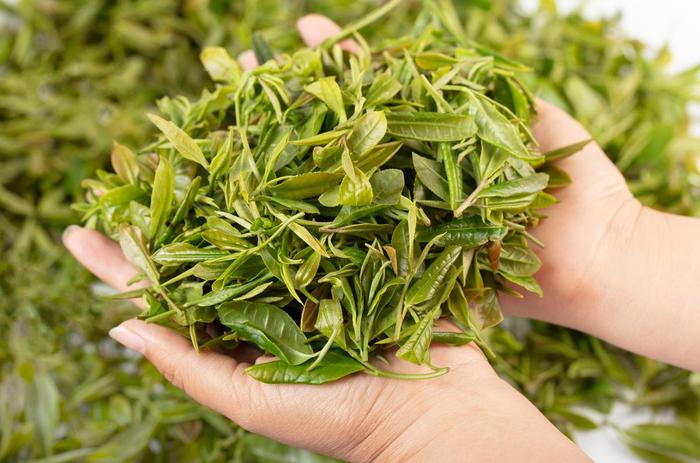 山东绿茶品牌排行榜