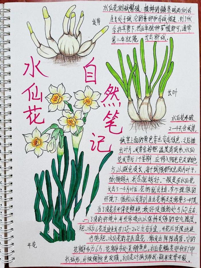 水仙花的生长过程简单的描写