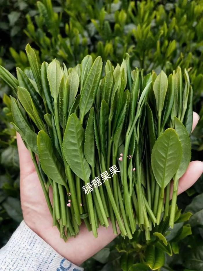 十大名茶排名太平猴魁,太平猴魁的茶树品种名称