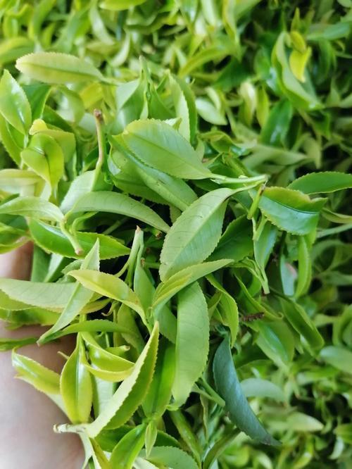 凤凰单丛茶的种植特点是什么