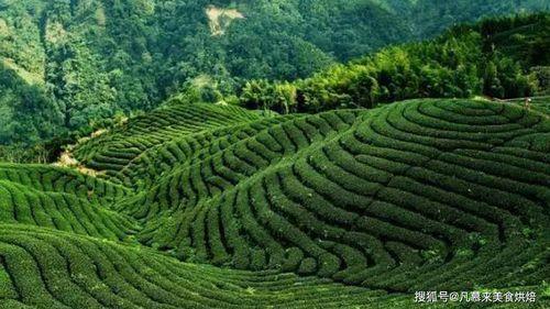 世界十大顶级茶叶为什么没有中国
